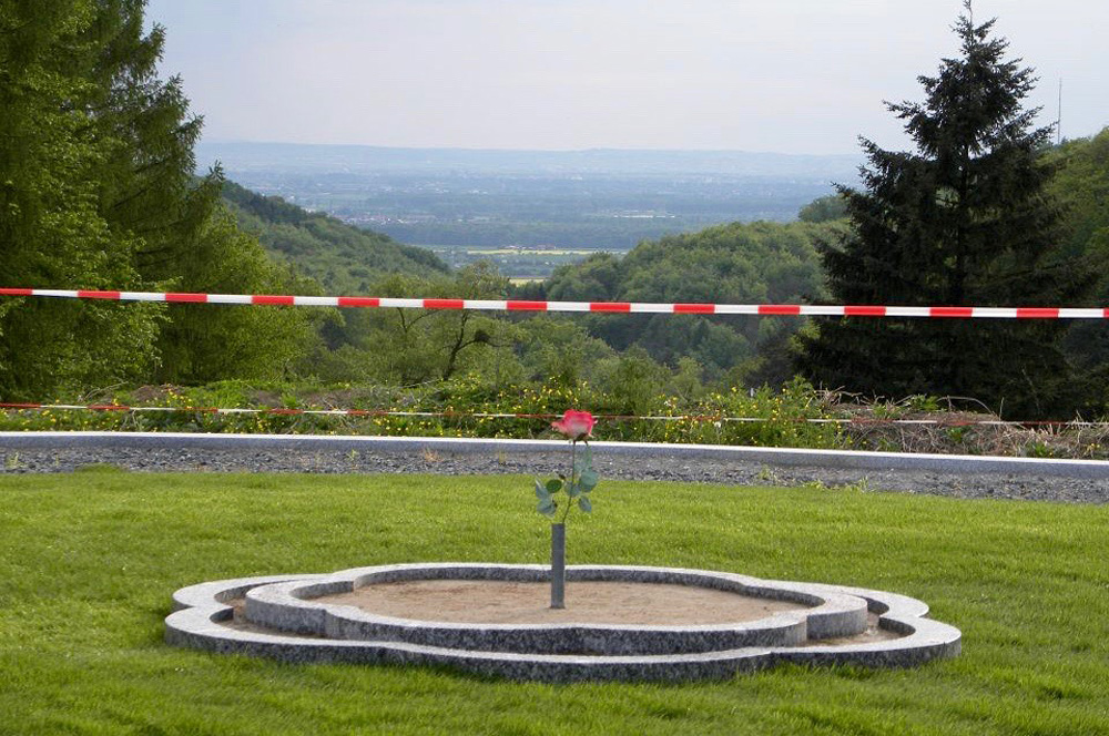 The shape of the rose in the now green grass